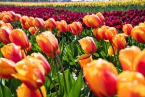 Canadian Tulip Festival